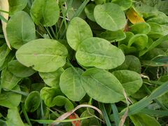 Rumex acetosa