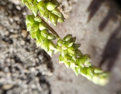 Echinochloa crus-galli