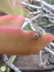 Saitis variegatus