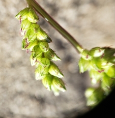 Echinochloa crus-galli