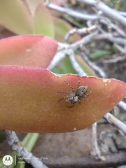Saitis variegatus