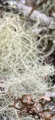 Usnea pacificana