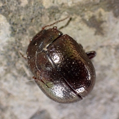 Chrysolina