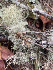 Usnea pacificana