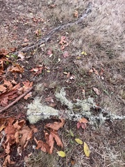Usnea pacificana