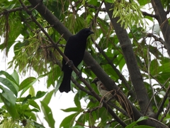 Molothrus bonariensis