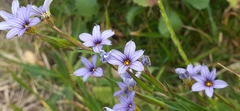Sisyrinchium platense