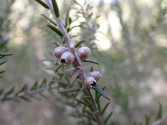 Melaleuca lanceolata