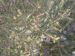 Melaleuca lanceolata