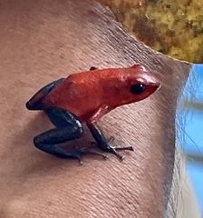 Oophaga pumilio