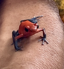Oophaga pumilio