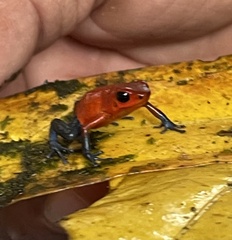 Oophaga pumilio