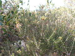 Melaleuca lanceolata