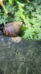 Lissachatina immaculata