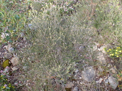 Melaleuca lanceolata