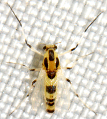 Cricotopus sylvestris