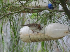 Zonotrichia capensis