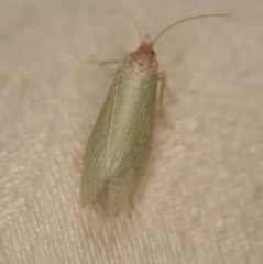 Acraephnes litodes