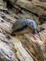 Arion hortensis