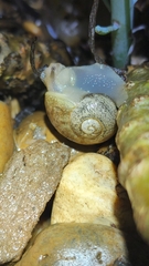 Sheldoniinae