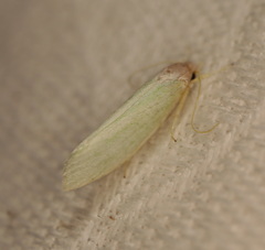 Acraephnes litodes