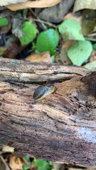 Arion hortensis
