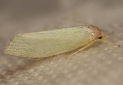 Acraephnes litodes