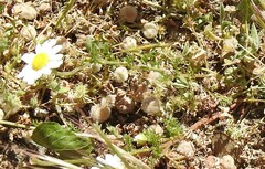 Leontodon longirostris