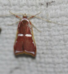 Barantola pulcherrima