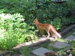 Vulpes vulpes