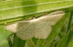 Scopula immutata
