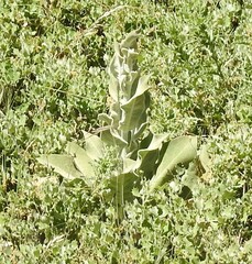 Verbascum pulverulentum