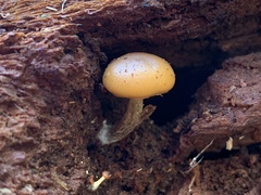 Galerina marginata