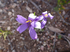 Cheiranthera alternifolia