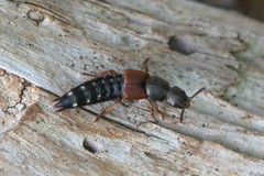 Platydracus latebricola