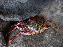 Grapsus adscensionis