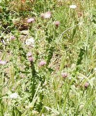 Carduus pycnocephalus