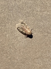 Pseudohemihyalea edwardsii