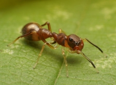 Synemosyna formica
