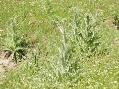 Carduus pycnocephalus