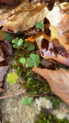 Oxalis