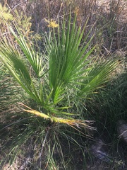 Washingtonia filifera