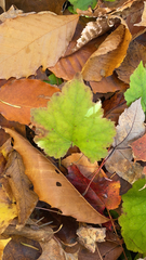 Tiarella stolonifera