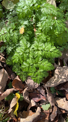 Anthriscus sylvestris