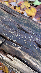 Helicogloea compressa