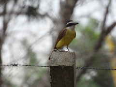 Pitangus sulphuratus