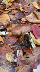 Chroogomphus vinicolor