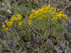 Euthamia leptocephala
