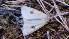 Diacrisia sannio