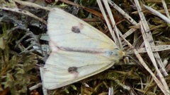 Diacrisia sannio